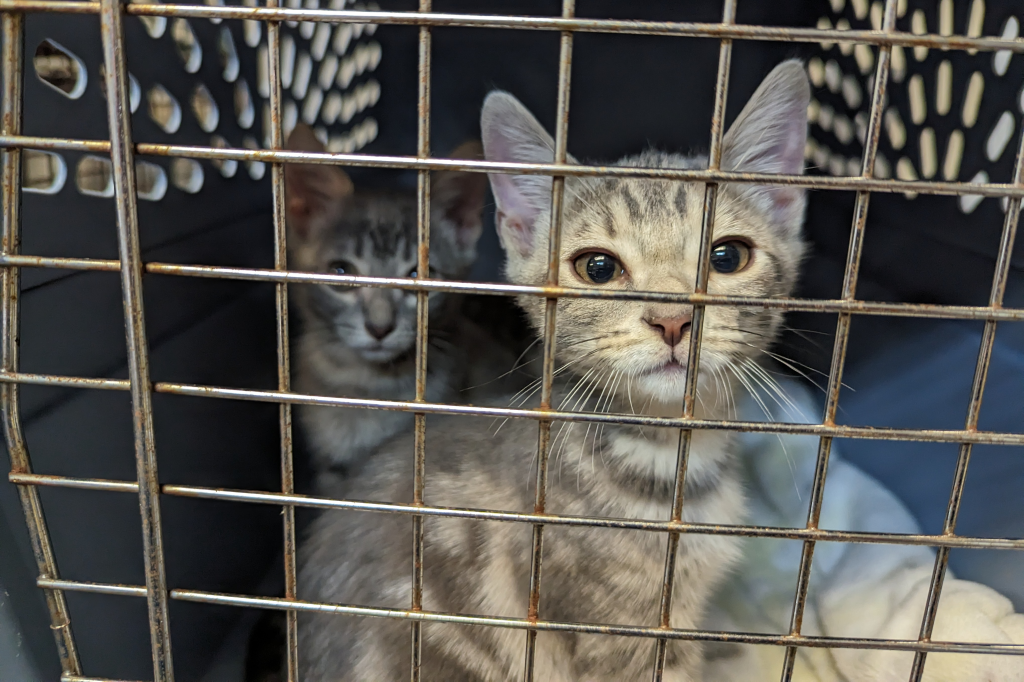 Two brown DSH tabby kittens look out from a carrier.