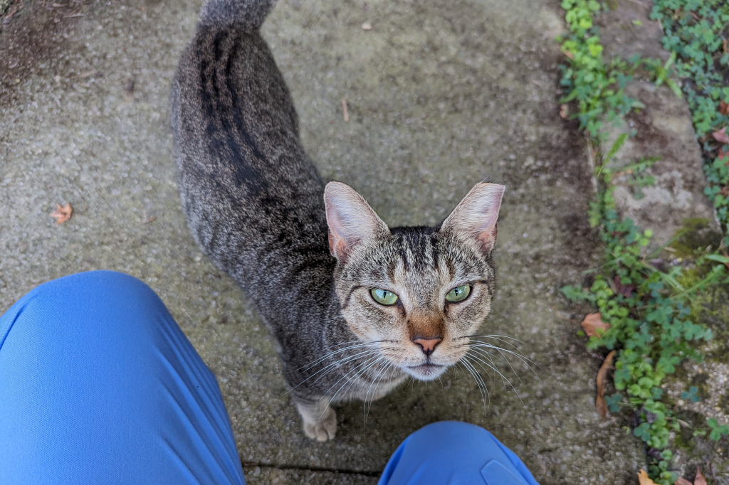 Ear tipped brown tabby with bright green eyes looks up at me.
