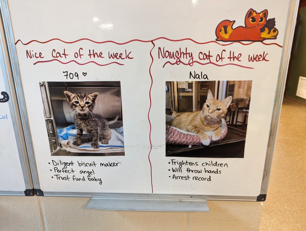 Nice cat of the week is a smol brown tabby kitten: Diligent biscuit maker. Perfect angel. Trust fund baby. Naughty cat of the week is a sassy orange tabby: Frightens children. Will throw hands. Arrest record.